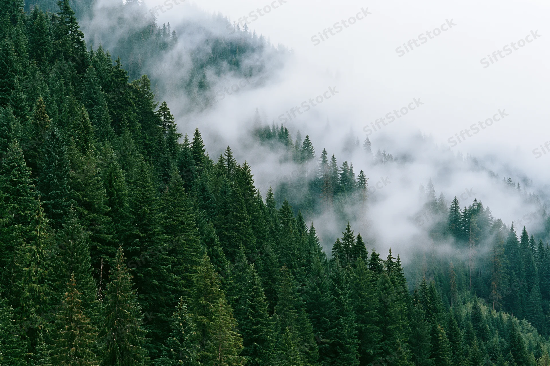 Dense conifer forest covering a steep mountain slope with fog drifting through the trees