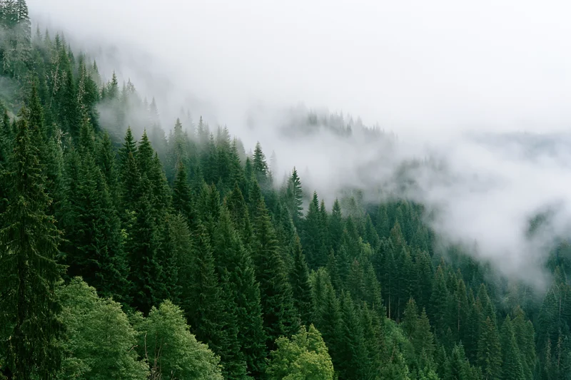 Dense conifer forest covering a steep mountain slope with fog drifting through the treetops