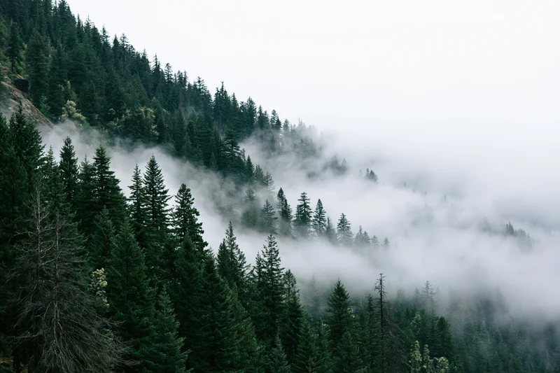 Dense conifer forest on steep mountain slopes with low fog drifting through the trees
