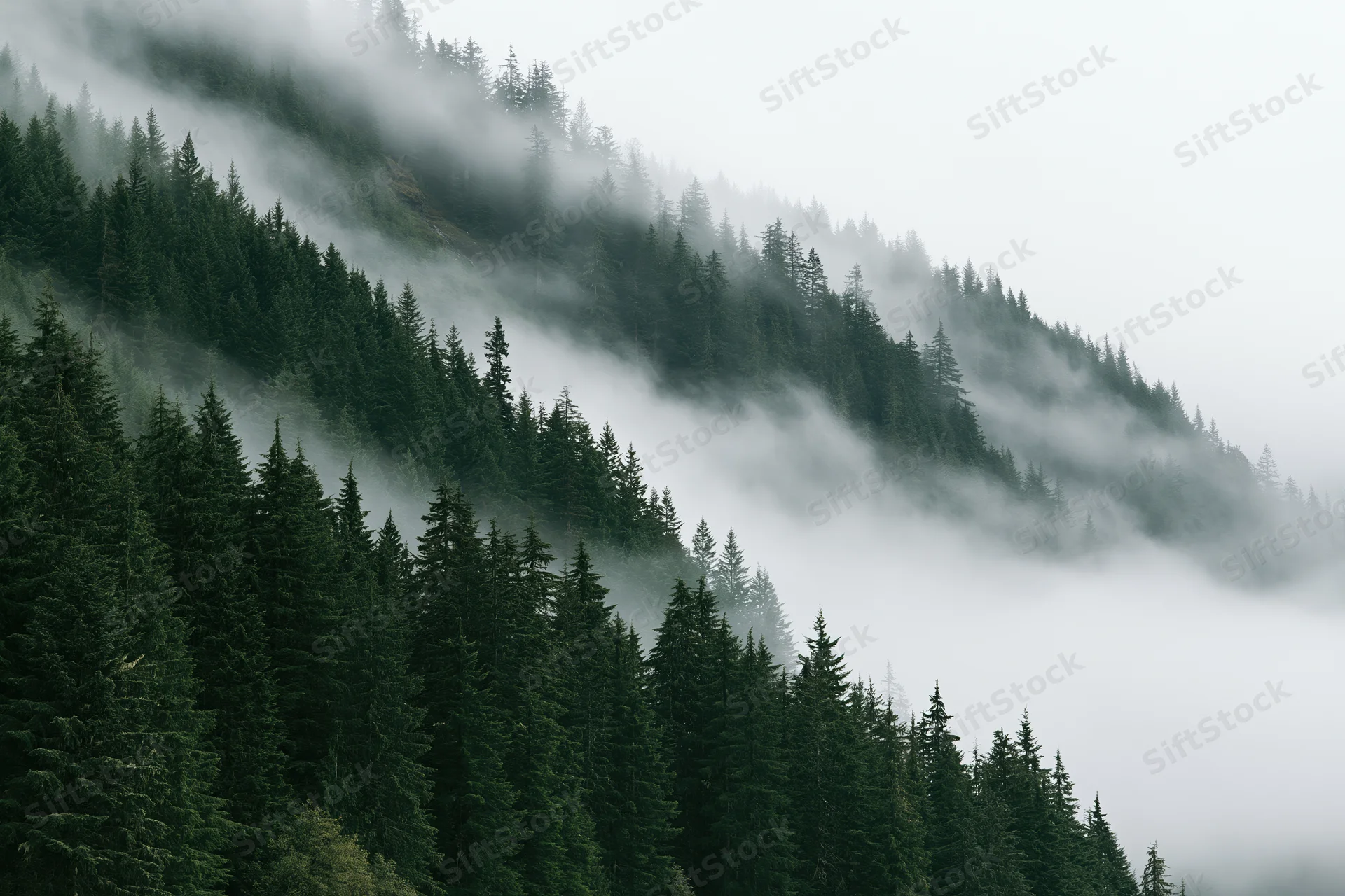 Dense conifer forest covering steep mountain slopes with low fog drifting through the trees