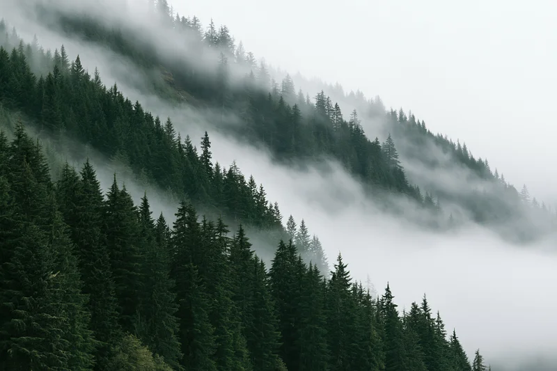 Dense conifer forest covering steep mountain slopes with low fog drifting through the trees