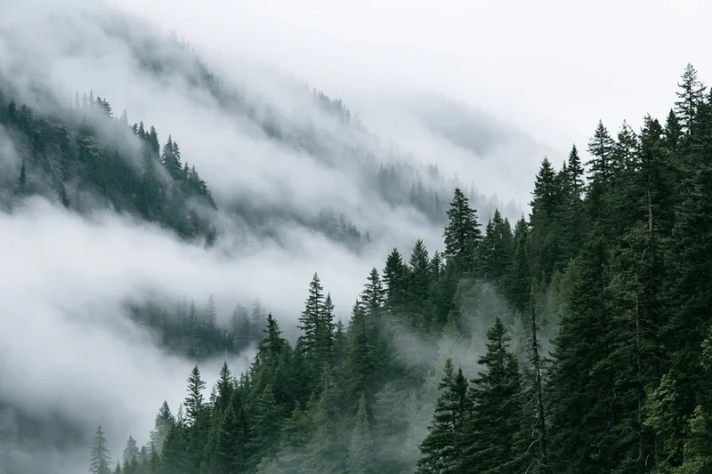 Dense conifer forest on steep mountain slopes enveloped in low fog