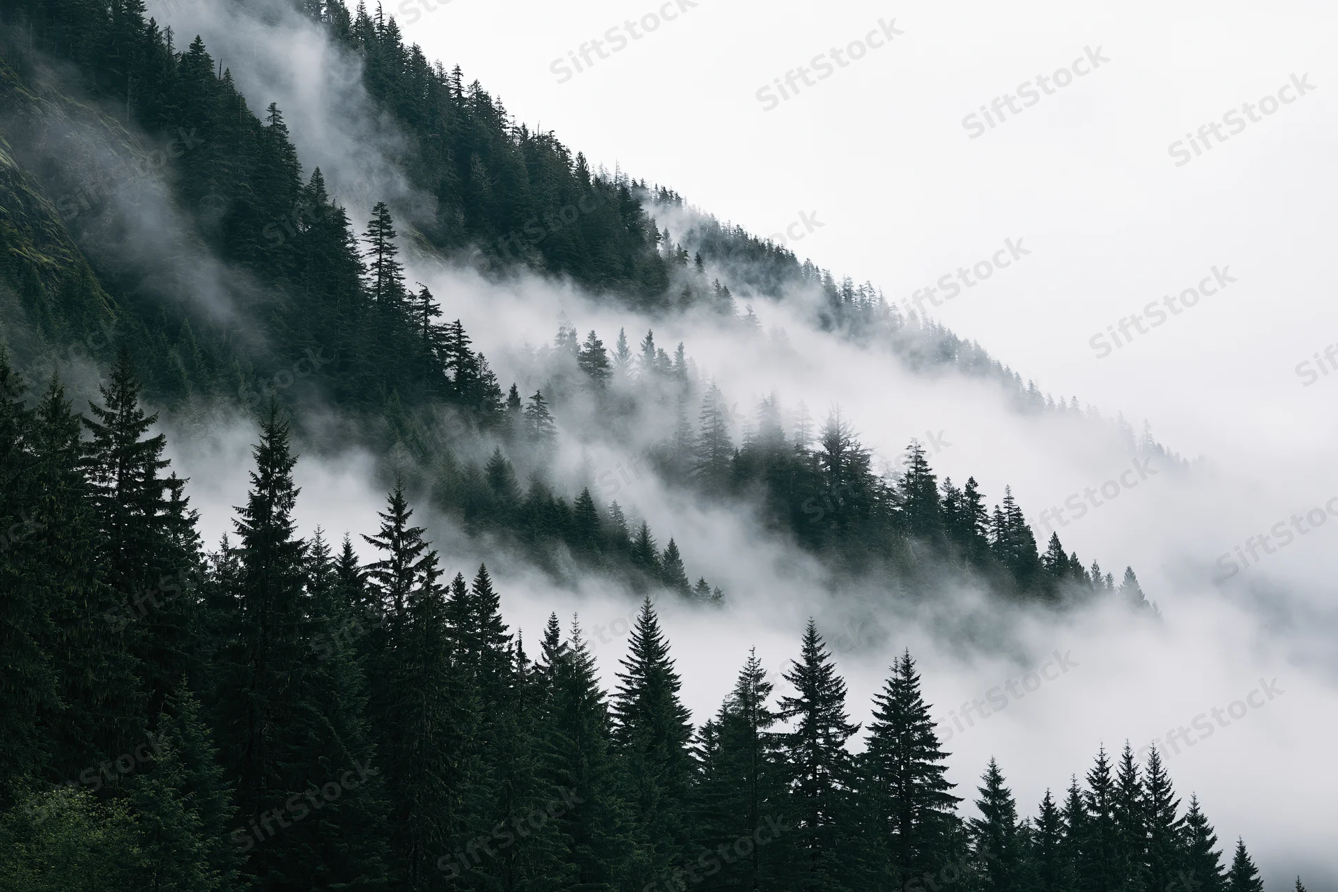 Dense conifer forest on steep mountain slopes enveloped in low fog
