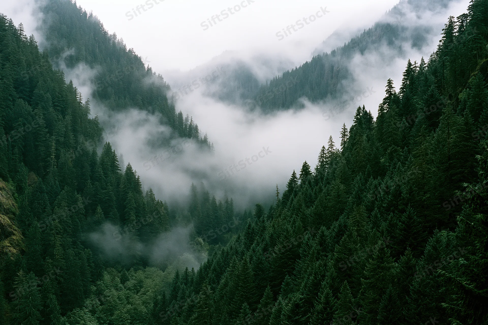 Dense conifer forest covering steep mountain valley slopes with fog drifting through the trees