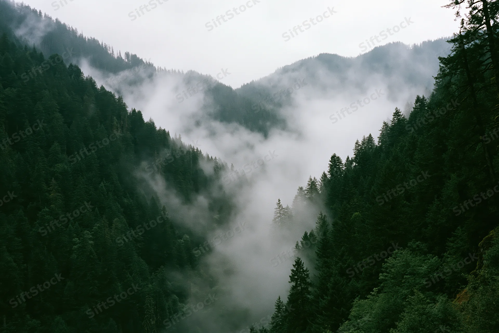 Fog drifting through a dense conifer forest in a mountain valley