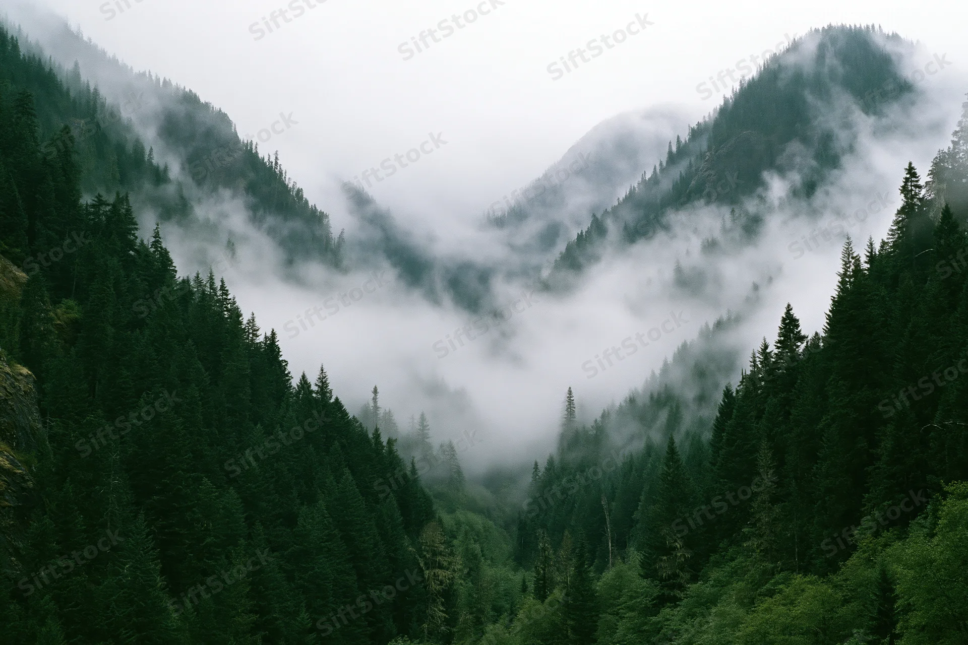 Dense conifer forest covering steep mountain valley slopes with fog drifting through the trees