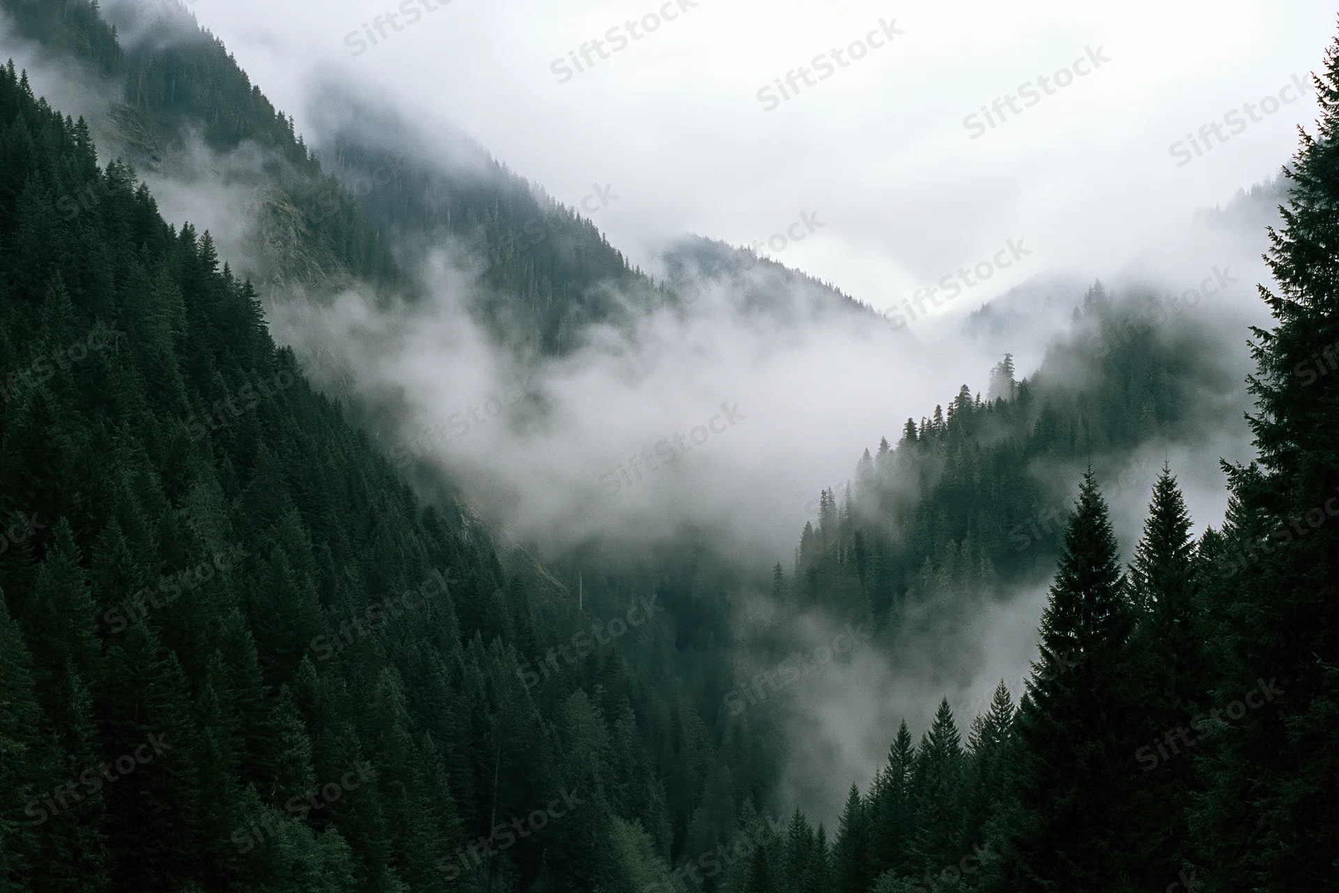 Dense conifer forest covering steep mountain valley slopes with mist swirling through the trees