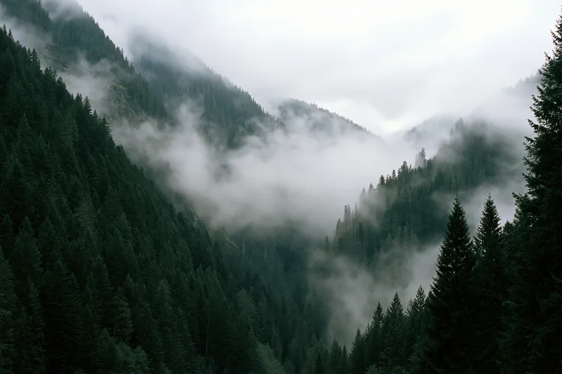 Dense conifer forest covering steep mountain valley slopes with mist swirling through the trees