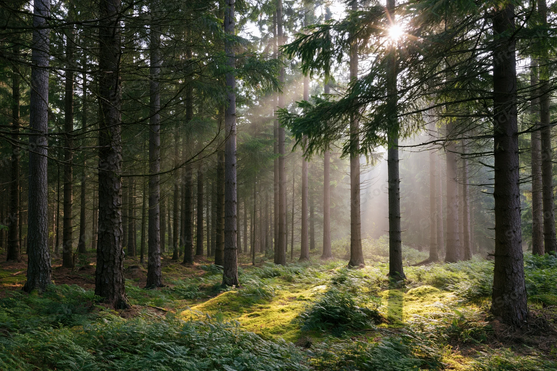 Sunlight filtering through tall conifer trees in a misty forest with moss and ferns on the forest floor