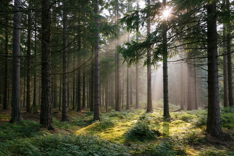 Sunlight filtering through tall conifer trees in a misty forest with moss and ferns on the forest floor