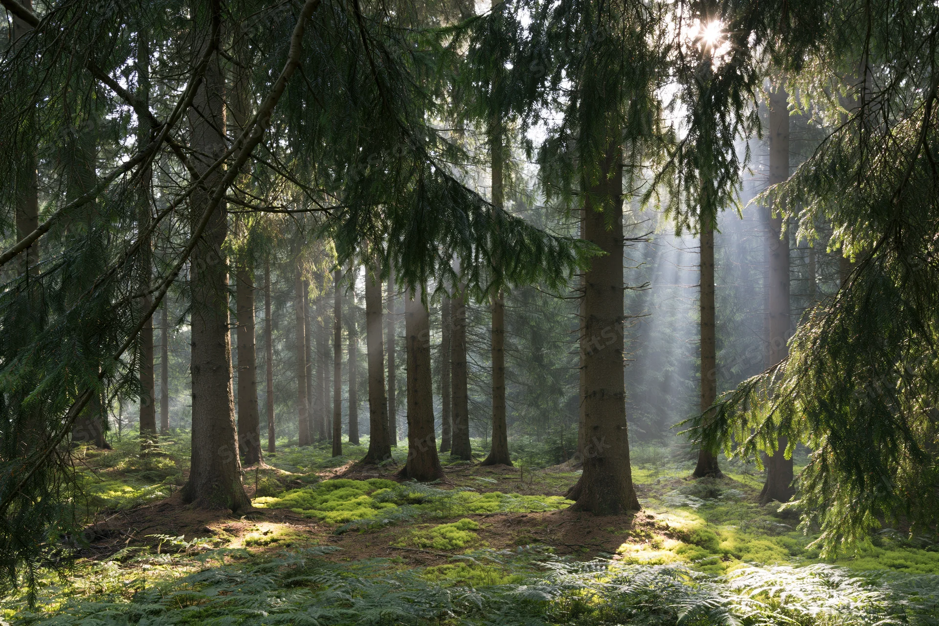 Sunlight filtering through tall conifer trees in a moss-covered forest interior
