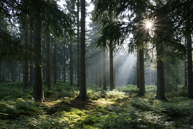 Sunlight streaming through tall conifer trees in a misty forest interior with ferns and moss on the ground
