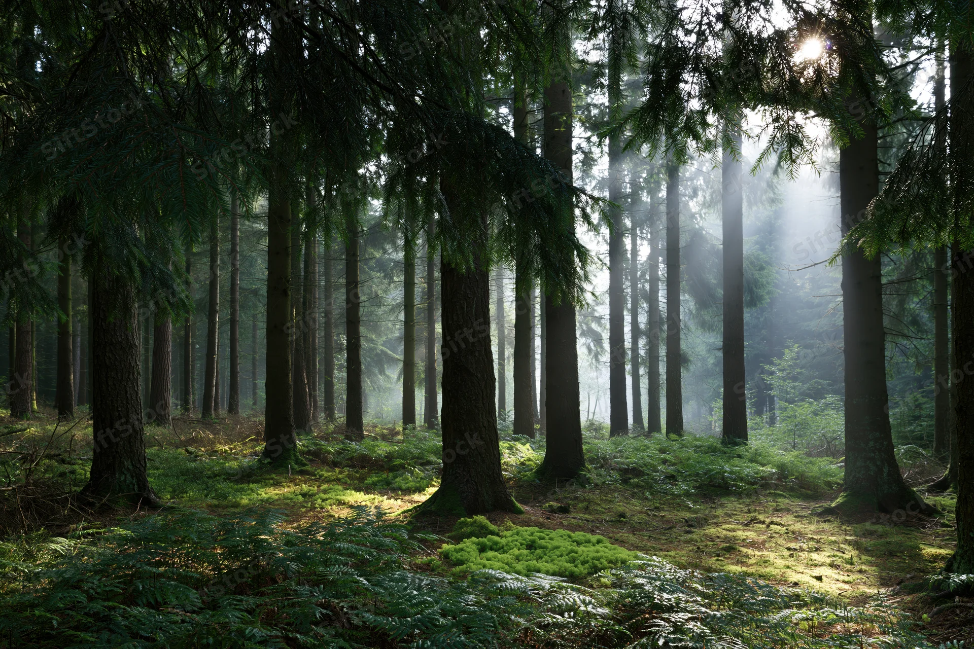 Sunlight filtering through tall conifer trees in a misty forest interior