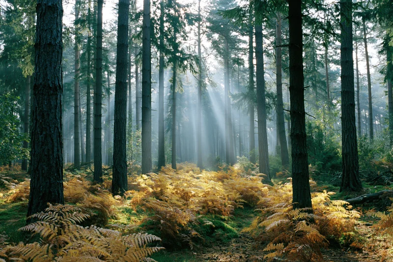 Sunbeams filtering through tall conifer trees in a misty forest with golden ferns on the forest floor