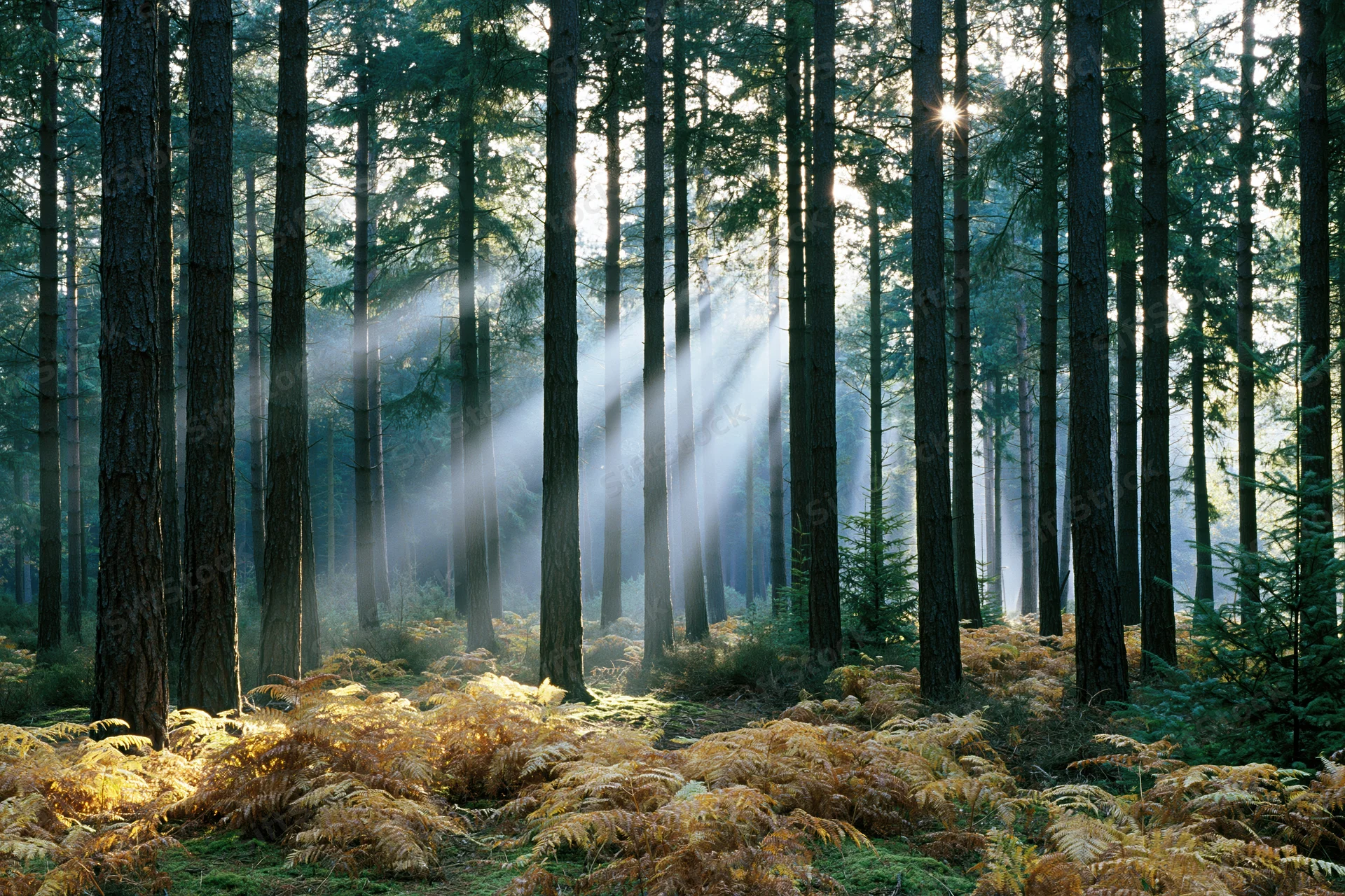 Sunbeams filtering through tall conifer trees in a misty forest with golden ferns on the ground