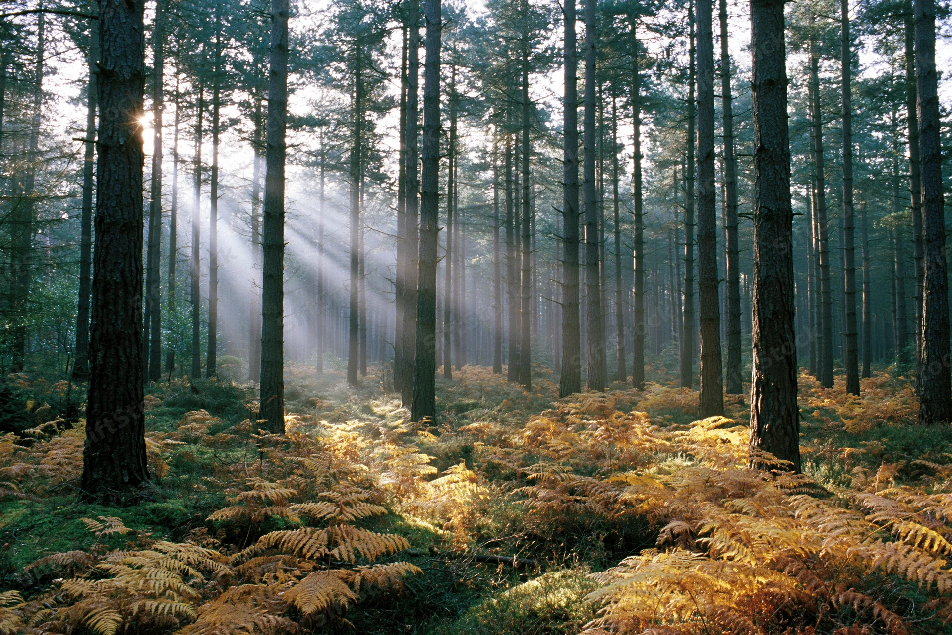 Sunbeams filtering through tall conifer trees in a misty forest with ferns on the ground