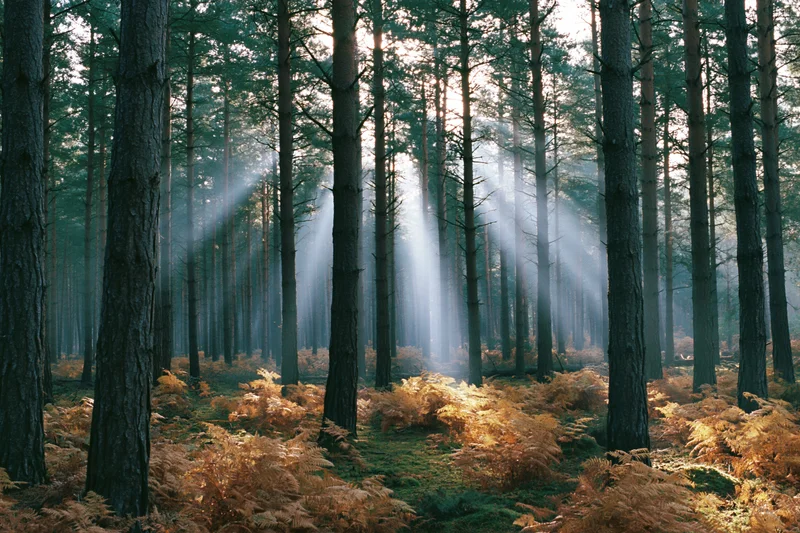 Sunbeams filtering through tall pine trees in a misty forest with golden ferns on the ground