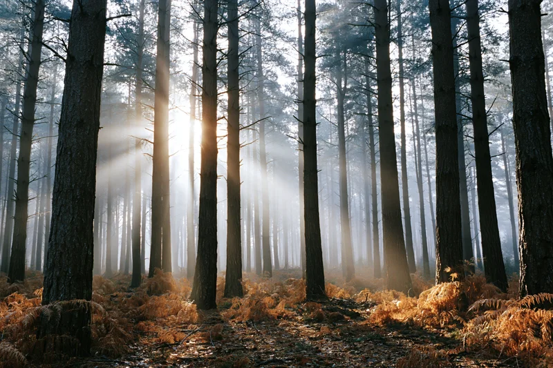 Sunlight rays breaking through dense conifer trees in misty forest interior with ferns on ground