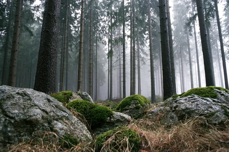 Dense spruce forest with moss-covered rocks and foggy atmosphere