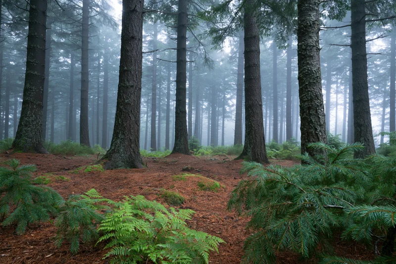 Tall straight conifer trees in a foggy forest interior with ferns and needle litter on the ground