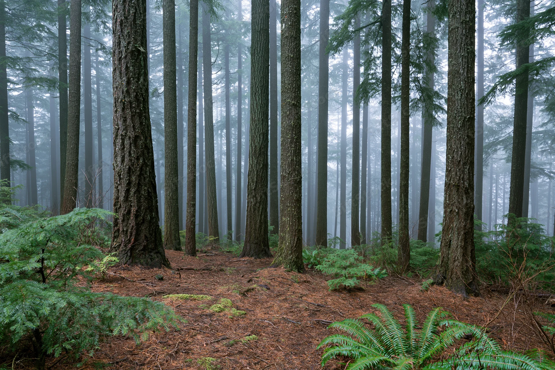Tall straight conifer trees in a foggy forest with ferns and moss on the forest floor