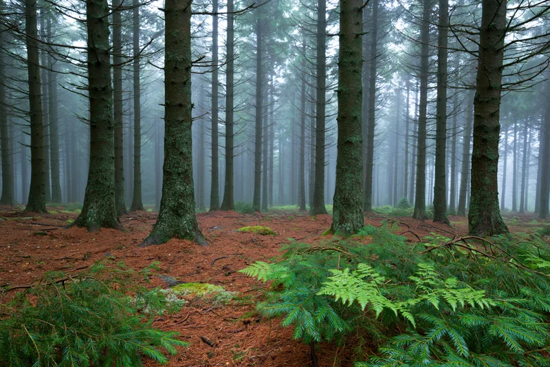 Tall straight conifer trees in misty forest with ferns and moss on forest floor