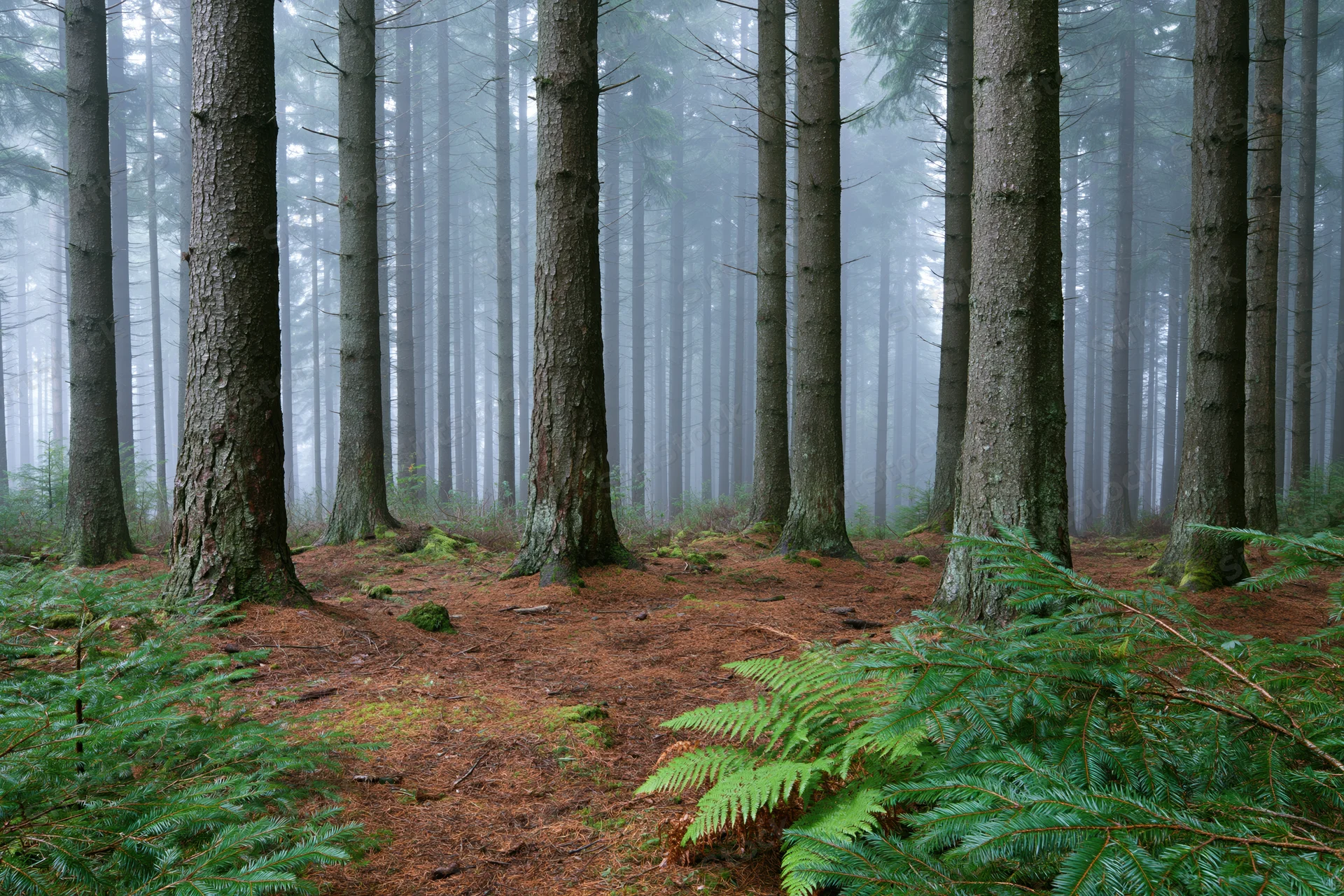 Tall straight conifer trees in dense foggy forest with ferns and moss on forest floor