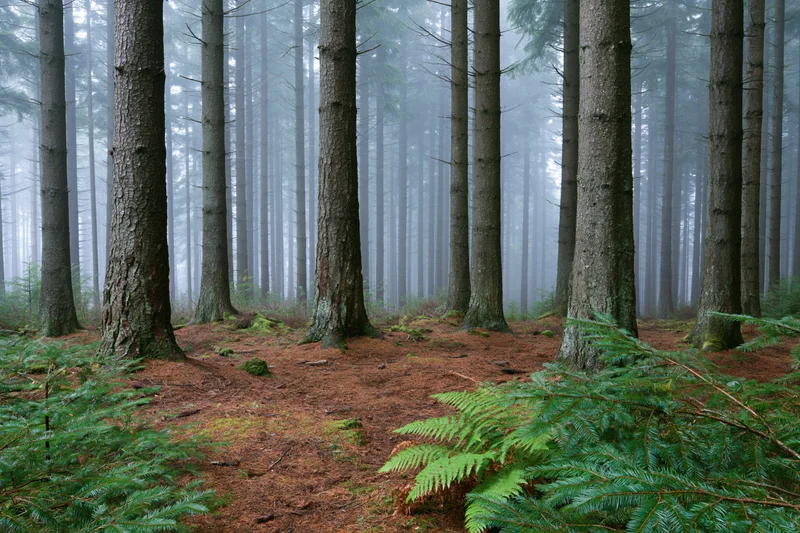 Tall straight conifer trees in dense foggy forest with ferns and moss on forest floor