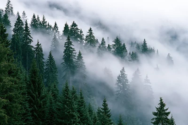 Dense conifer forest on misty mountain slope with fog drifting through trees