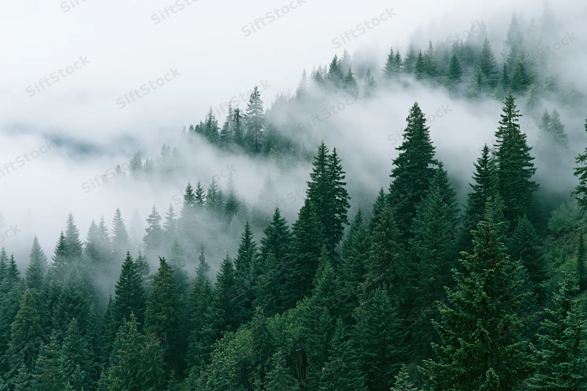 Dense conifer forest on a misty mountain slope with fog drifting through the trees