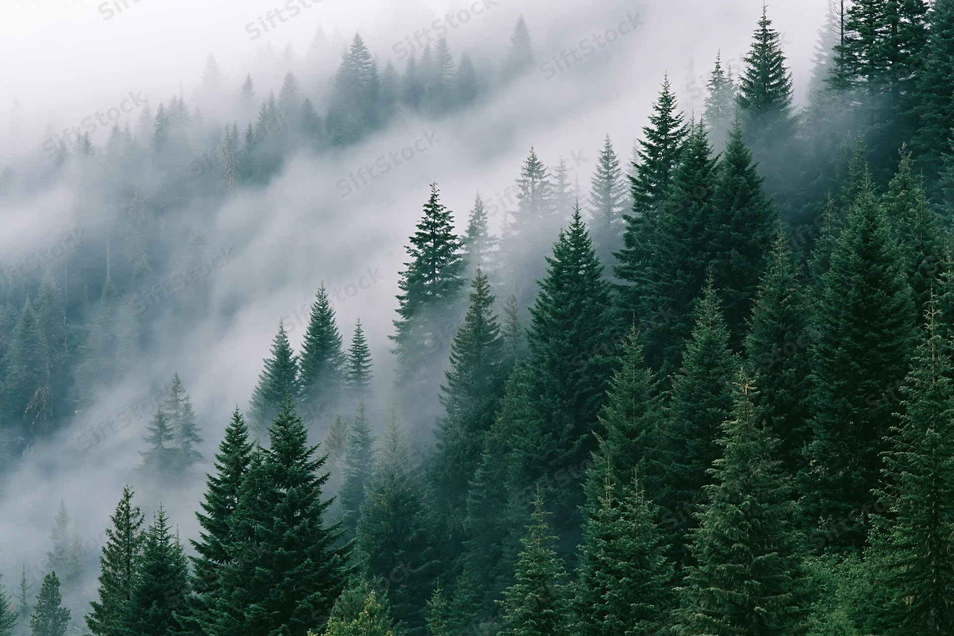 Dense conifer forest on misty mountain slope with spruce and fir trees rising through fog