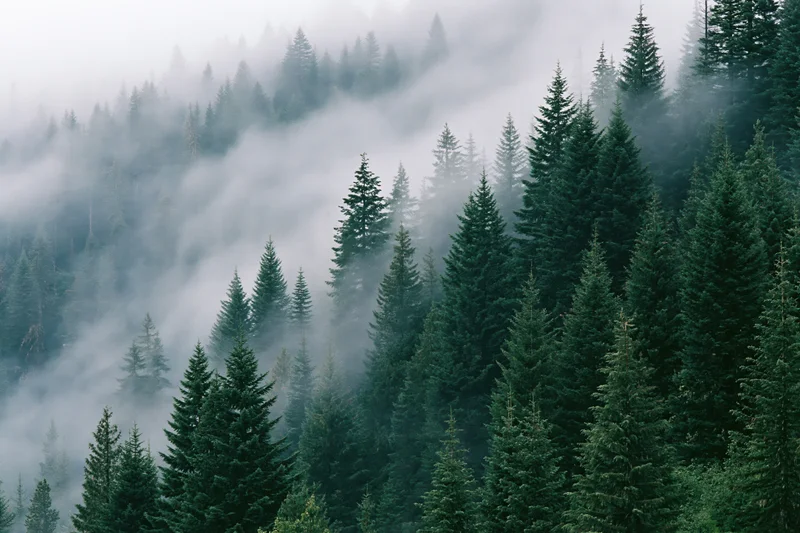 Dense conifer forest on misty mountain slope with spruce and fir trees rising through fog