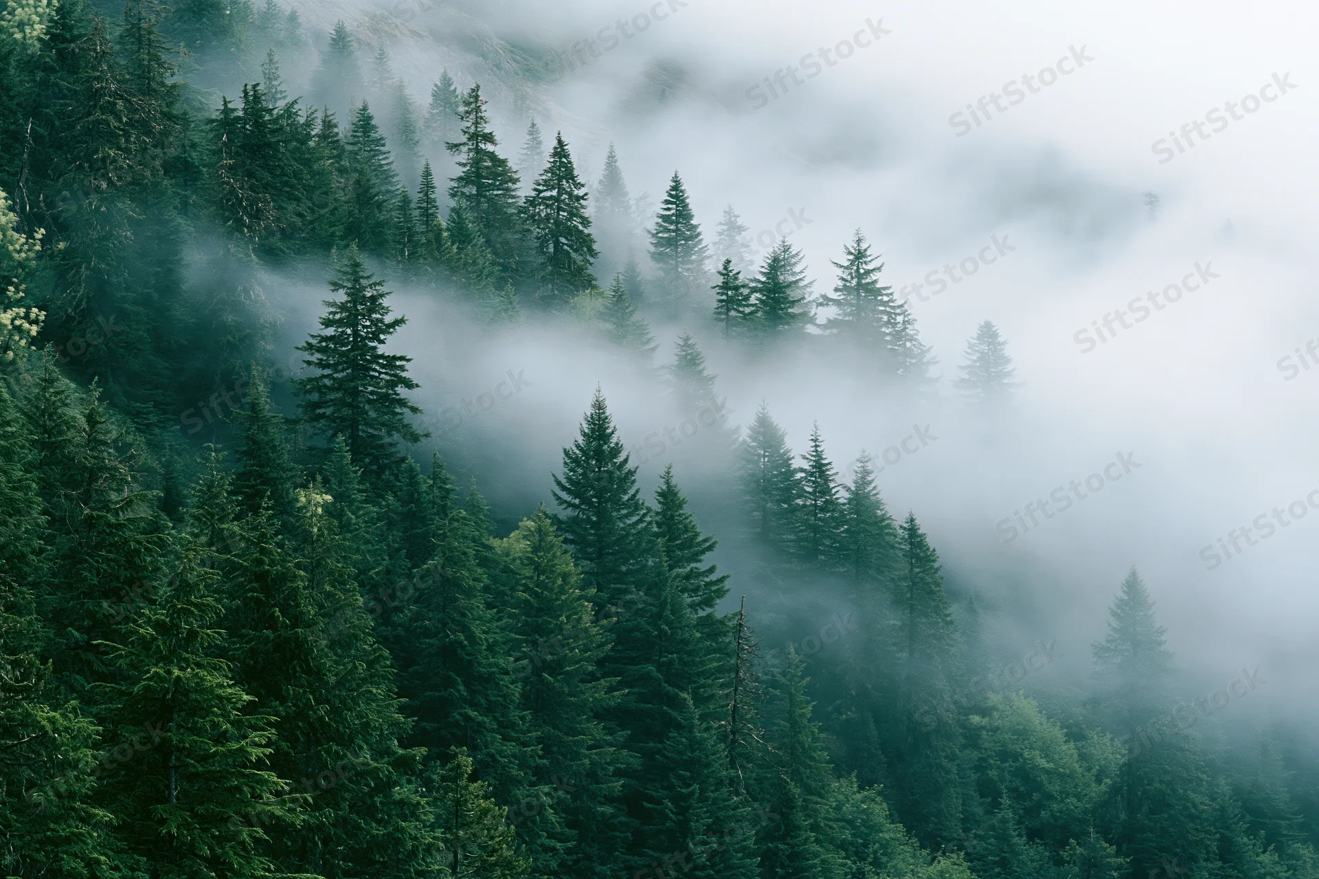 Dense conifer forest on a misty mountain slope with spruce and fir trees