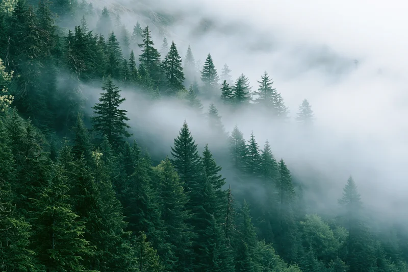 Dense conifer forest on a misty mountain slope with spruce and fir trees