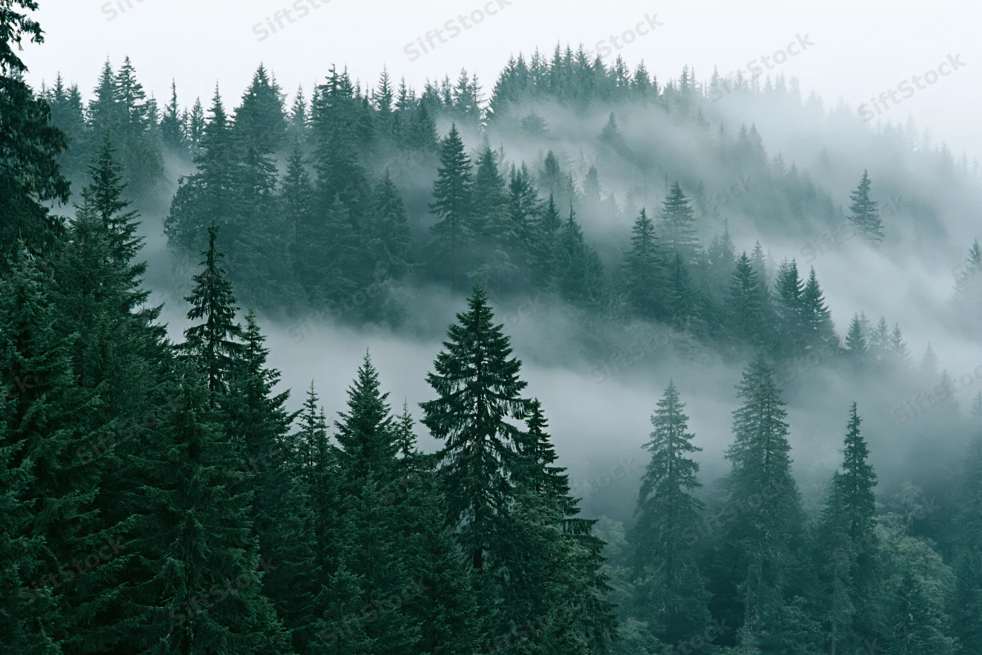 Dense conifer forest on a misty hillside with fog drifting through the trees