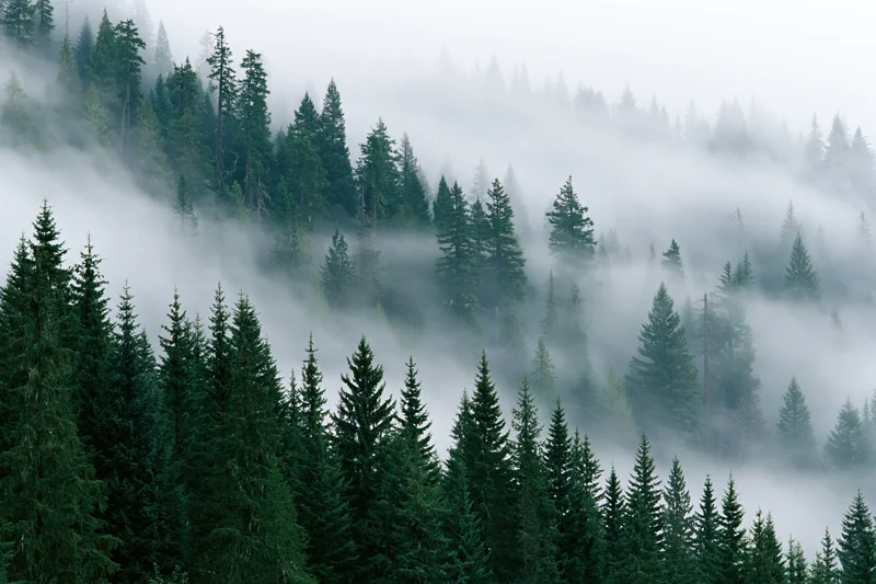 Dense conifer forest on a misty hillside with fog drifting through the trees