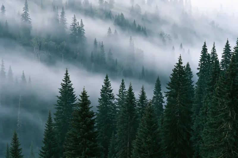 Dense conifer forest on a misty hillside with fog drifting through the trees