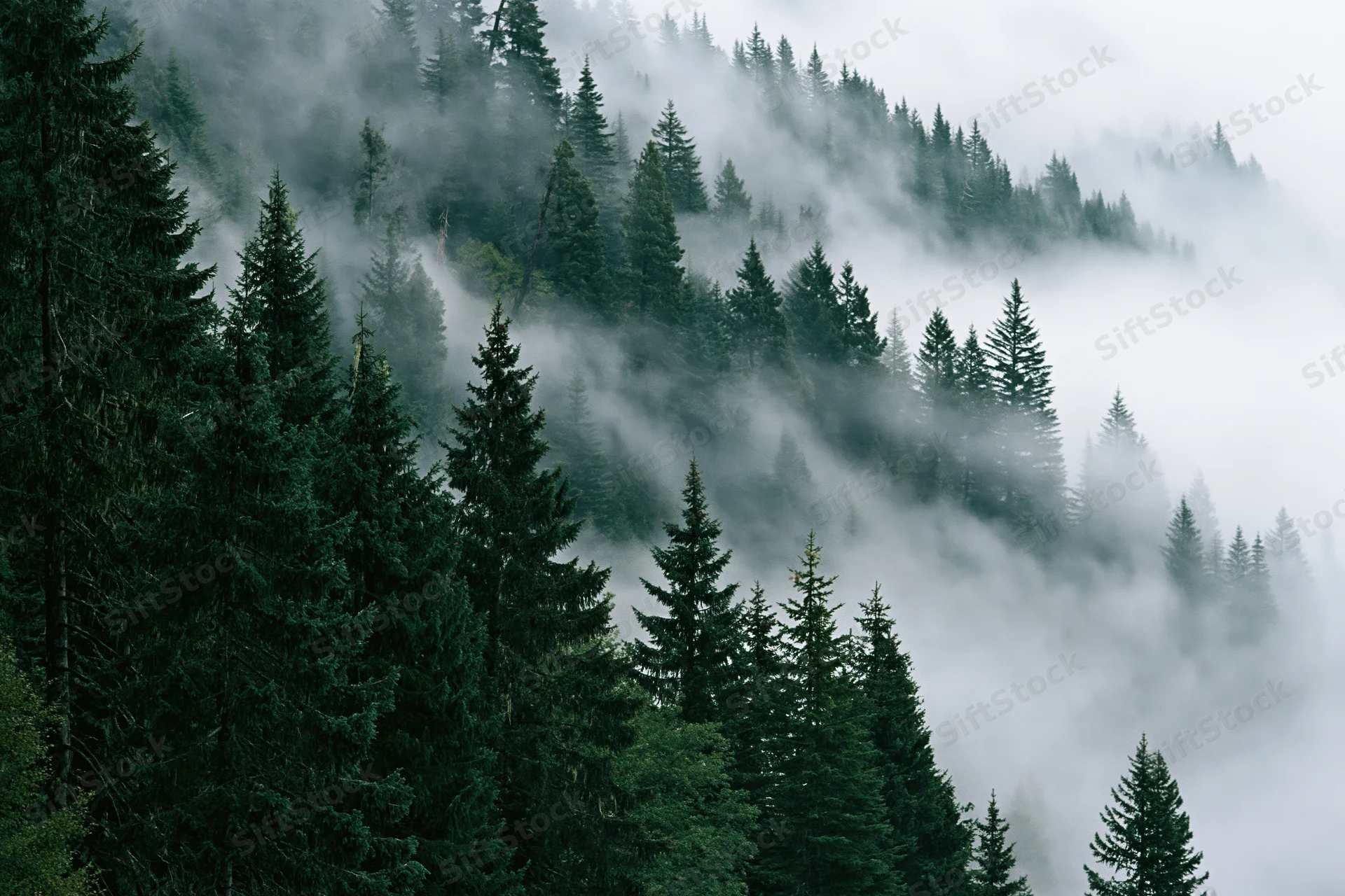 Dense conifer forest on a misty hillside with fog drifting through the trees