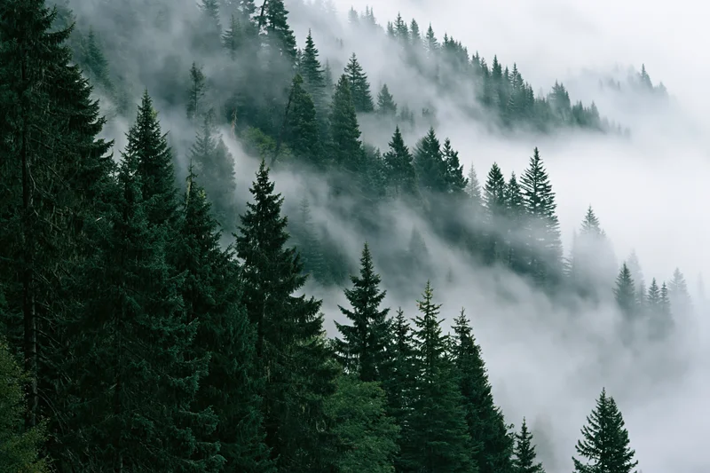 Dense conifer forest on a misty hillside with fog drifting through the trees