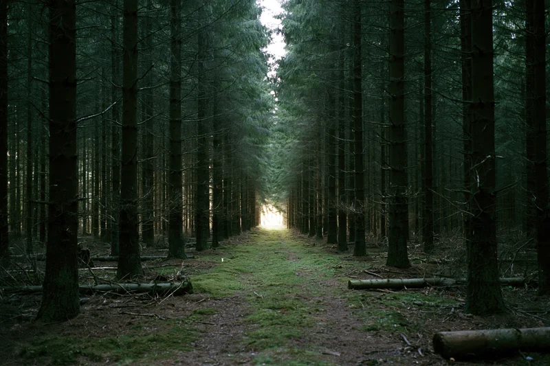 A straight path through a dense conifer forest leading to a glowing light at the horizon