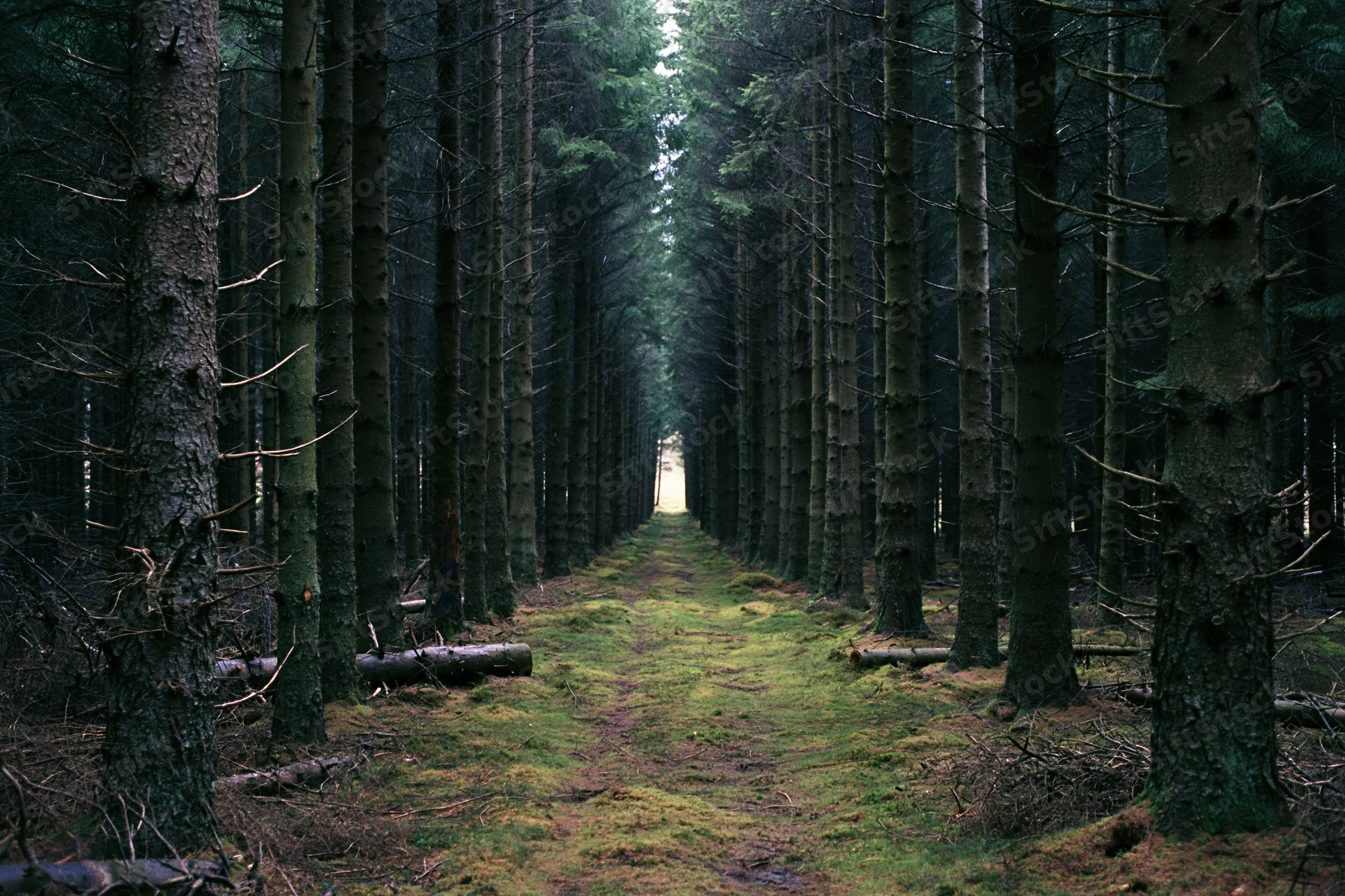Straight path through dense conifer forest receding into soft glowing light at end