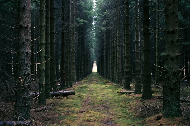 Straight path through dense conifer forest receding into soft glowing light at end