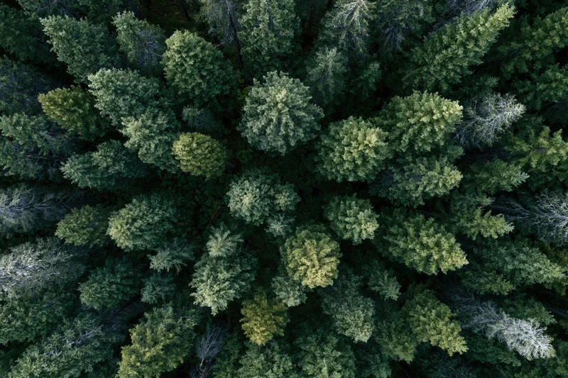 Aerial topdown view of dense conifer forest canopy