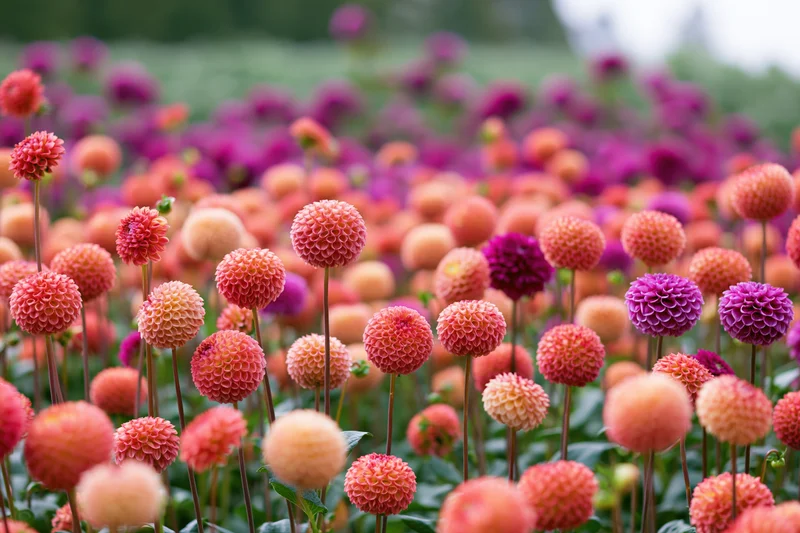 Dense field of round pompom dahlias in pink, purple and orange blooming in a garden