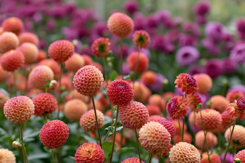 Dense dahlia garden in full bloom with round pompom flowers in orange, pink and purple hues