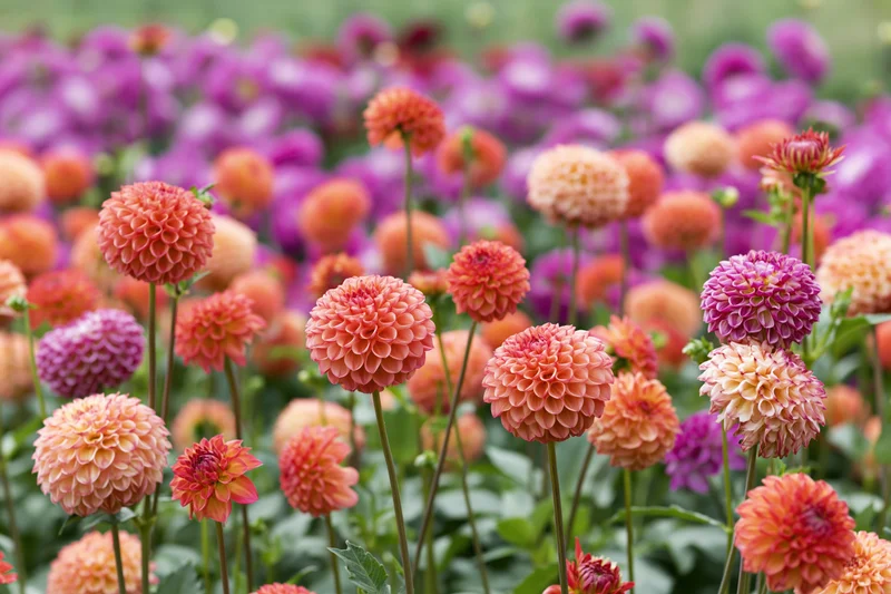 Dense dahlia garden in full bloom with round pompom flowers in shades of pink, orange, and purple