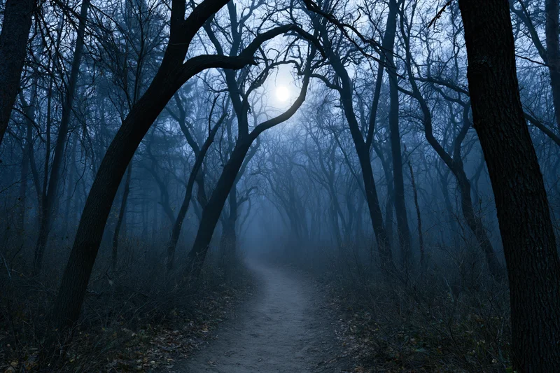 Narrow dirt path winding through dark forest at night with bare trees and fog under moonlight