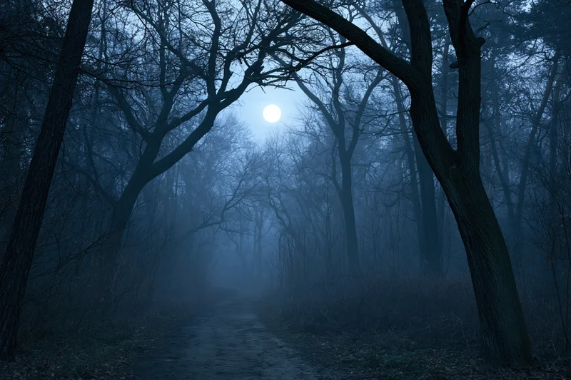 Narrow dirt path winding through dark forest at night under moonlight and fog