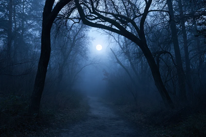 Narrow dirt path winding through dark forest at night under moonlight and fog