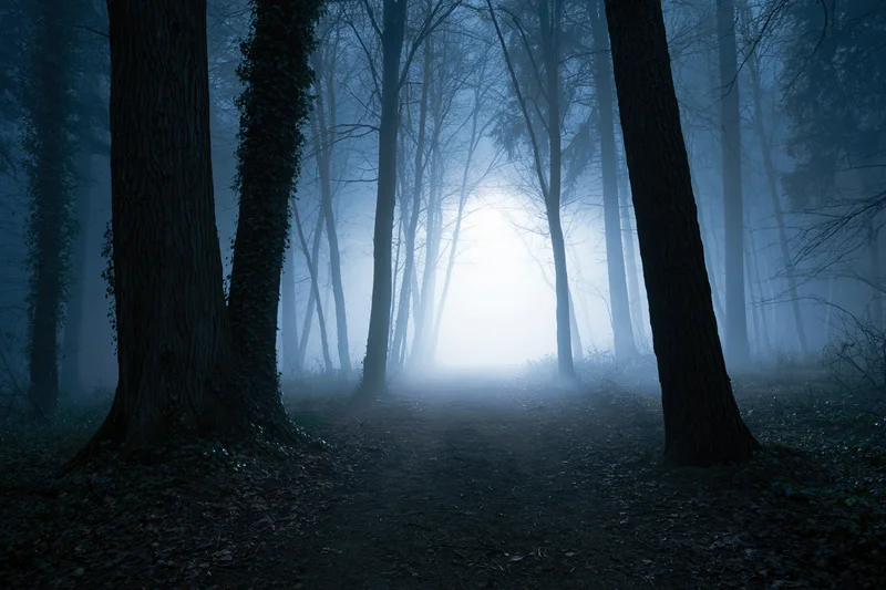 Narrow dirt path winding through dense foggy forest at night